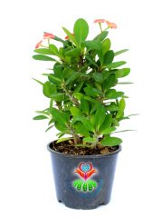 Euphorbia Milii-Dikenler Tacı-Dev Boy-Koyu Pembe Çiçekli-13 cm Saksıda