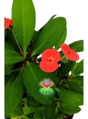Euphorbia Milii-Dikenler Tacı-Dev Boy-Koyu Pembe Çiçekli-13 cm Saksıda