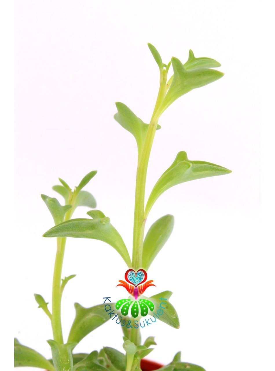 Yunus Kolyesi Bitkisi Senecio Peregrinus Yunus Zinciri Çiçeği 5,5 cm Saksılı