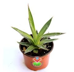 Sıradışı Kaktüs, Agave Parviflora -Beyaz Lekeli -BAŞKA YERDE YOK- 8,5 cm saksıda-Teraryum,Sukulent