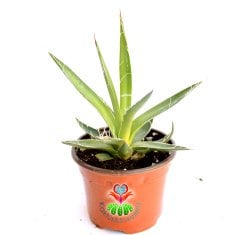 Sıradışı Kaktüs, Agave Parviflora -Beyaz Lekeli -BAŞKA YERDE YOK- 8,5 cm saksıda-Teraryum,Sukulent