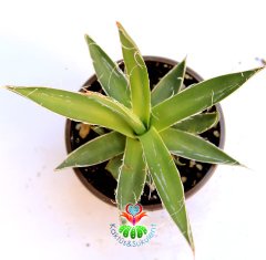 Sıradışı Kaktüs, Agave Parviflora -Beyaz Lekeli -BAŞKA YERDE YOK- 8,5 cm saksıda-Teraryum,Sukulent