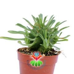 Euphorbia Pulvinata-Yapraklı ve Dikenli Kaktüs Nadir Tür-5,5 cm Saksıda