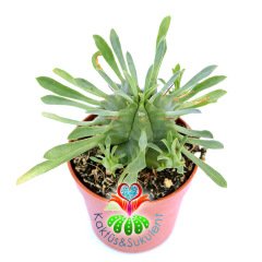Euphorbia Pulvinata-Yapraklı ve Dikenli Kaktüs Nadir Tür-5,5 cm Saksıda