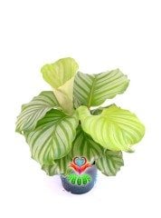 Calathea Orbifolia-Çizgili Yapraklı -Dua Çiçeği- 10 cm Saksıda 25 cm Boy Nadir Tür