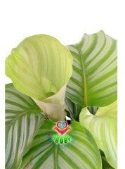 Calathea Orbifolia-Çizgili Yapraklı -Dua Çiçeği- 10 cm Saksıda 25 cm Boy Nadir Tür