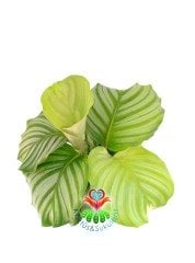 Calathea Orbifolia-Çizgili Yapraklı -Dua Çiçeği- 10 cm Saksıda 25 cm Boy Nadir Tür