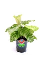 Calathea Orbifolia-Çizgili Yapraklı -Dua Çiçeği- 10 cm Saksıda 25 cm Boy Nadir Tür