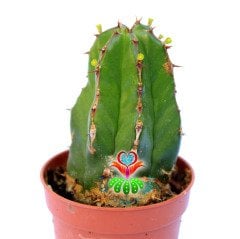 Euphorbia Handiensis 5,5 cm Saksıda Sıradışı Nadir Tür Koleksiyonluk Kaktüs