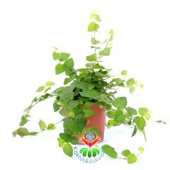 Ficus Pumila-Tırmanıcı Esnek Dallı Minik Yeşil Yapraklı-8,5cm Saksıda