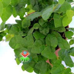 Ficus Pumila-Tırmanıcı Esnek Dallı Minik Yeşil Yapraklı-8,5cm Saksıda