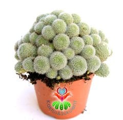 Kaktüs, Rebutia Albiflora Sunrise -Pembe-Beyaz Renk Çiçek Açar-Saksı Dolusu -8,5 cm saksıda-Teraryum