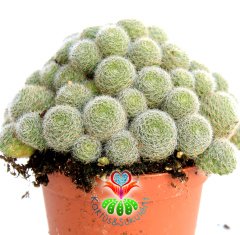 Kaktüs, Rebutia Albiflora Sunrise -Pembe-Beyaz Renk Çiçek Açar-Saksı Dolusu -8,5 cm saksıda-Teraryum
