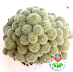 Kaktüs, Rebutia Albiflora Sunrise -Pembe-Beyaz Renk Çiçek Açar-Saksı Dolusu -8,5 cm saksıda-Teraryum