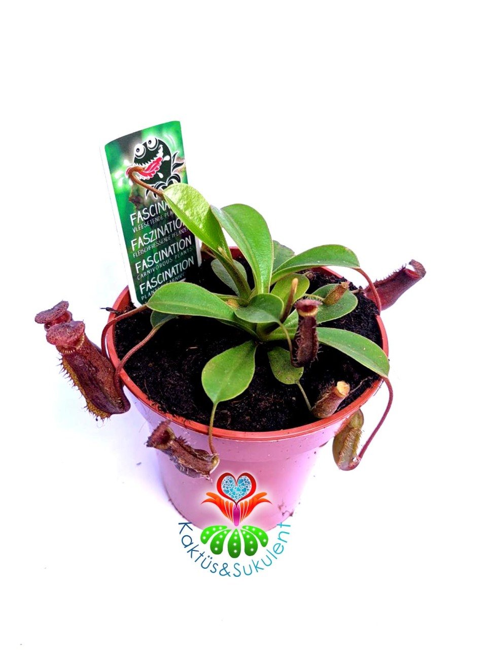 Nepenthes Rebecca Böcek Yiyen Bitki-Maymun Kavanozu Bitkisi-8,5 cm saksıda Sinek Kapan