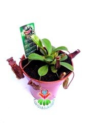 Nepenthes Rebecca Böcek Yiyen Bitki-Maymun Kavanozu Bitkisi-8,5 cm saksıda Sinek Kapan