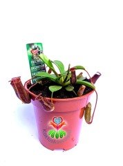 Nepenthes Rebecca Böcek Yiyen Bitki-Maymun Kavanozu Bitkisi-8,5 cm saksıda Sinek Kapan