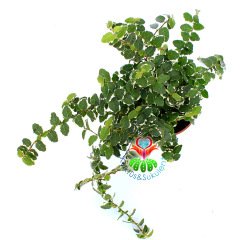 Ficus Pumila Variegata-Tırmanıcı Esnek Dallı Minik Çift Renk Yapraklı-10,5cm Saksıda