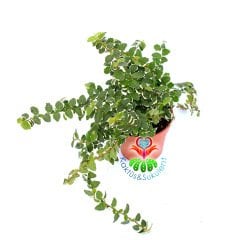 Ficus Pumila Variegata-Tırmanıcı Esnek Dallı Minik Çift Renk Yapraklı-10,5cm Saksıda