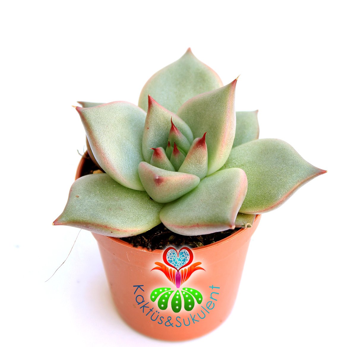 Sukulent,Echeveria Agavoides 'Maria' -Güneşte Yaprakları Pembeleşir- 5,5 cm saksıda -Teraryum,Kaktüs