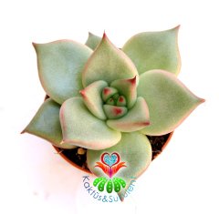 Sukulent,Echeveria Agavoides 'Maria' -Güneşte Yaprakları Pembeleşir- 5,5 cm saksıda -Teraryum,Kaktüs