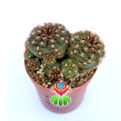 Gymnocalycium Hossei-Açık Pembe Renk Çiçek Açar-5,5 cm Saksıda