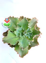 Sukulent, Echeveria Giant Blue-Büyük Boy -Işıkta Pembe Renk Alır- 15 cm saksıda-Teraryum, Kaktüs
