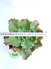 Sukulent, Echeveria Giant Blue-Büyük Boy -Işıkta Pembe Renk Alır- 15 cm saksıda-Teraryum, Kaktüs