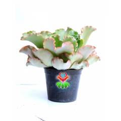 Sukulent, Echeveria Giant Blue-Büyük Boy -Işıkta Pembe Renk Alır- 15 cm saksıda-Teraryum, Kaktüs