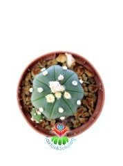 Astrophytum Asterias Oobio  -7 cm Saksıda Nadir Tür Kaktüs