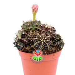 Gymnocalycium Mihanovichii-Saksı Dolusu Hibridler-8,5 cm Saksıda