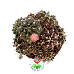 Gymnocalycium Mihanovichii-Saksı Dolusu Hibridler-8,5 cm Saksıda