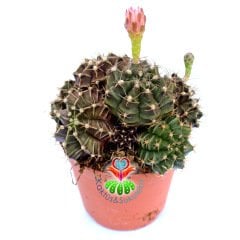 Gymnocalycium Mihanovichii-Saksı Dolusu Hibridler-8,5 cm Saksıda