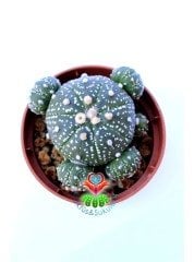 Astrophytum Asterias 'Sand Dollar Cactus', Noktalı 7 cm Saksılı Nadir Tür Koleksiyonluk Kaktüs