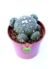 Astrophytum Asterias 'Sand Dollar Cactus', Noktalı 7 cm Saksılı Nadir Tür Koleksiyonluk Kaktüs