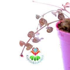 Kalp Karşı Çiçeği -Ceropegia Woodii-5,5 cm Saksıda-Sarkıcı Tür