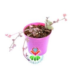Kalp Karşı Çiçeği -Ceropegia Woodii-5,5 cm Saksıda-Sarkıcı Tür