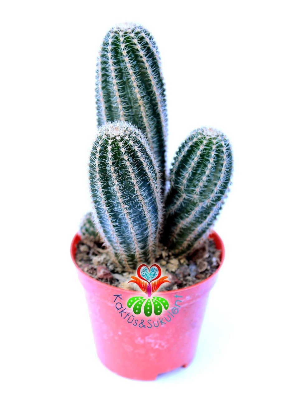 Echinocereus Reichenbachii -Büyük Mor Renk Çiçek Açar 1.Sınıf-8,5 cm Saksıda