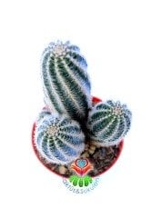 Echinocereus Reichenbachii -Büyük Mor Renk Çiçek Açar 1.Sınıf-8,5 cm Saksıda