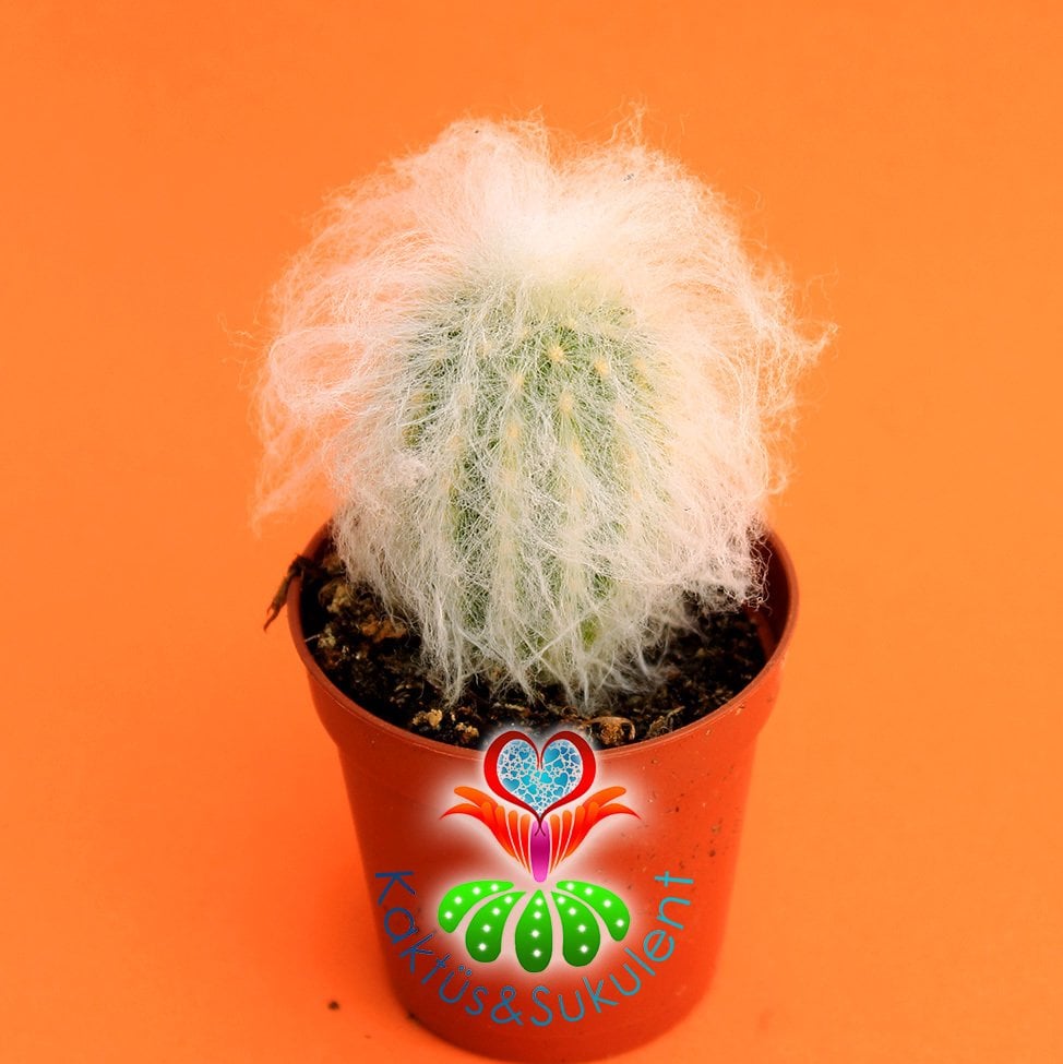 Filozof Başı Kaktüs, Cephalocereus Senilis-Yaşlı Adam Kaktüsü-1.Sınıf- 5,5 cm saksıda-Sukulent