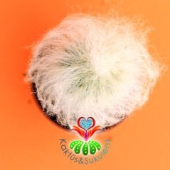 Filozof Başı Kaktüs, Cephalocereus Senilis-Yaşlı Adam Kaktüsü-1.Sınıf- 5,5 cm saksıda-Sukulent