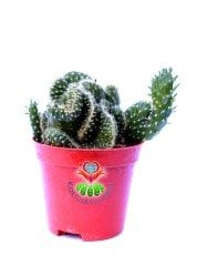 Beyin Kaktüs, Opuntia Cylindrica Cristata-Özel Seri 8,5 cm Saksı Dolusu Yeşil Renk