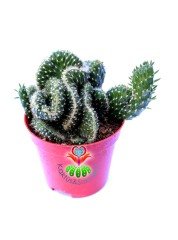 Beyin Kaktüs, Opuntia Cylindrica Cristata-Özel Seri 8,5 cm Saksı Dolusu Yeşil Renk