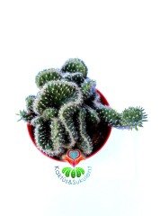 Beyin Kaktüs, Opuntia Cylindrica Cristata-Özel Seri 8,5 cm Saksı Dolusu Yeşil Renk