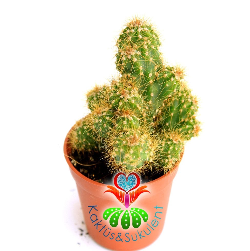 Kaktüs,Cereus Peruvianus Monstruosa -Saksı Dolusu--1.Sınıf- 5,5 cm saksıda-Sukulent