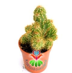 Kaktüs,Cereus Peruvianus Monstruosa -Saksı Dolusu--1.Sınıf- 5,5 cm saksıda-Sukulent