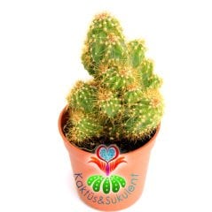 Kaktüs,Cereus Peruvianus Monstruosa -Saksı Dolusu--1.Sınıf- 5,5 cm saksıda-Sukulent