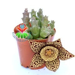 Stapelia Variegata-Kaplan Desenli Çiçek Açar-5,5 cm Saksıda--Leş Kaktüsü