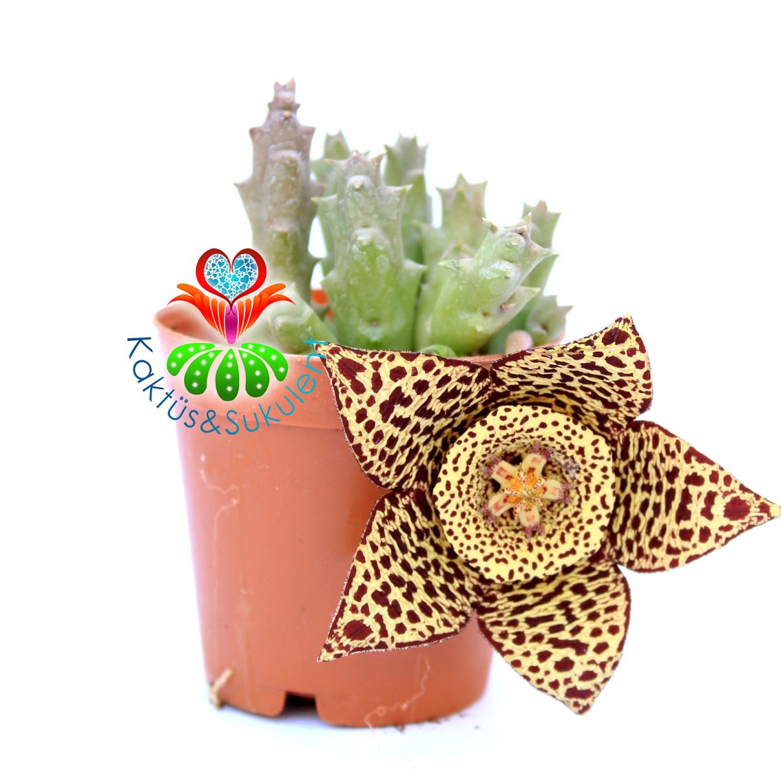 Stapelia Variegata-Kaplan Desenli Çiçek Açar-5,5 cm Saksıda--Leş Kaktüsü