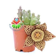 Stapelia Variegata-Kaplan Desenli Çiçek Açar-5,5 cm Saksıda--Leş Kaktüsü